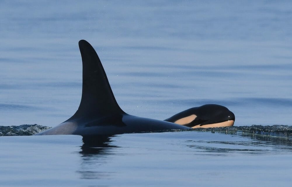 Orca Who Carried Her Dead Baby for 17 Days Gives Birth to ‘Robust and Lively’ Calf
