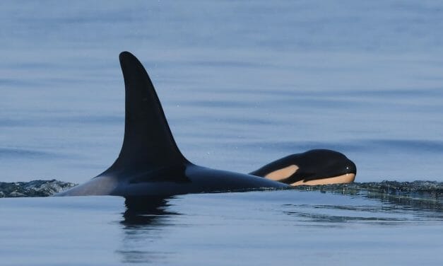 Orca Who Carried Her Dead Baby for 17 Days Gives Birth to ‘Robust and Lively’ Calf