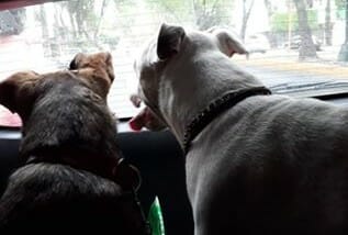 two dogs in a car