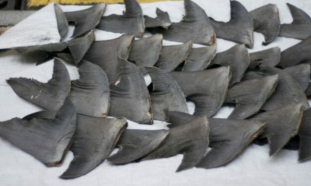 Wildlife Trafficking Ring That Hacked Fins Off Thousands of Sharks Is Now Shut Down