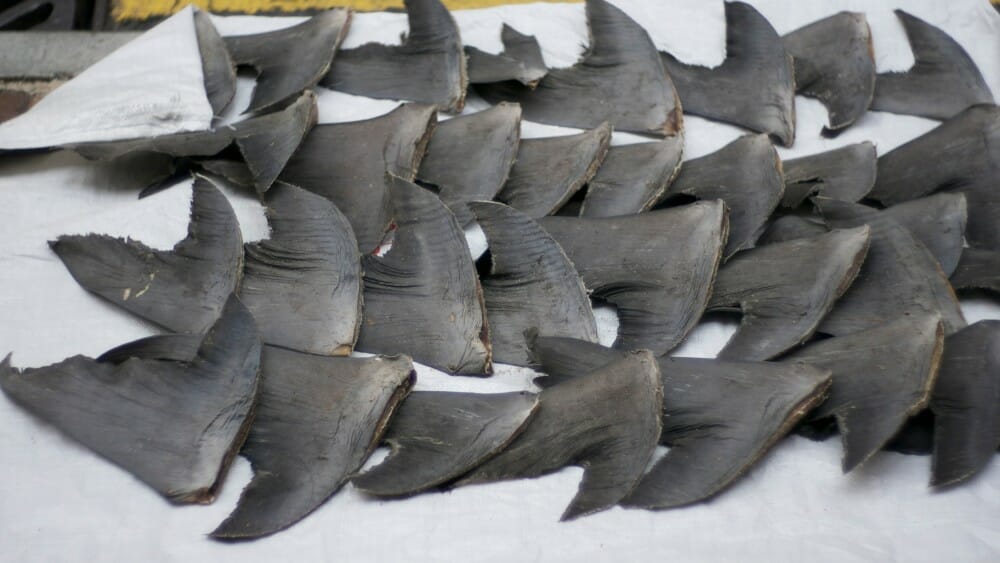 barbaric shark finning