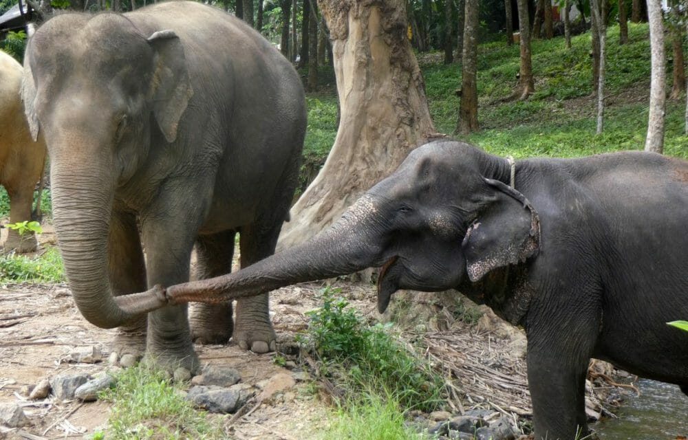 elephants locking trunks