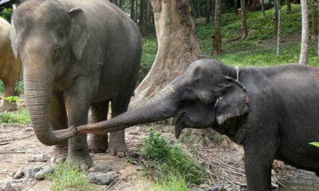 Elephant Forced to Give Tourist Rides Starts New Life with ‘Soulmate’ in Sanctuary