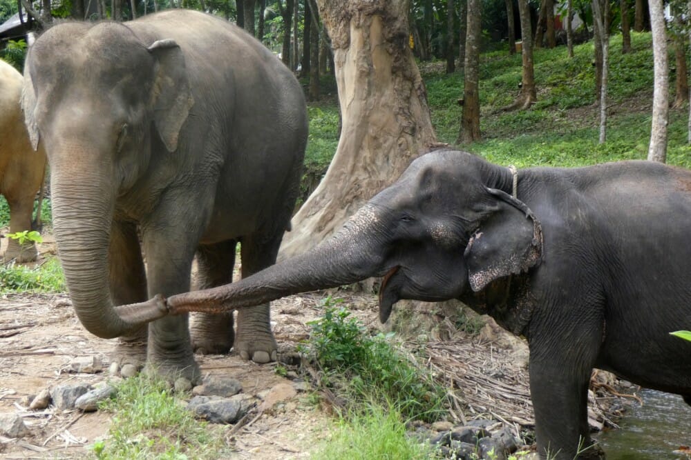 elephants locking trunks