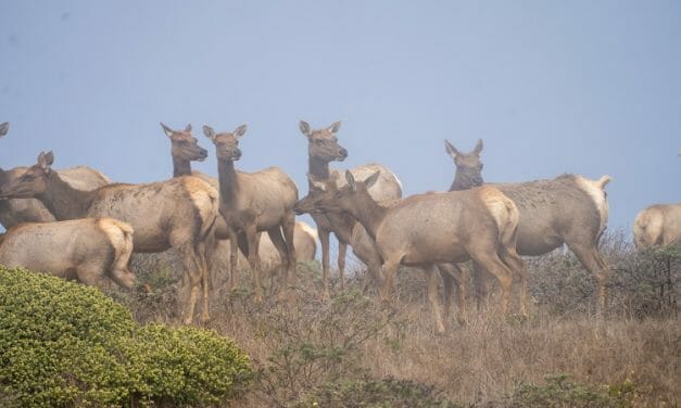 Activists Gather to Stop the Killing of Rare Tule Elk for Commercial Interests