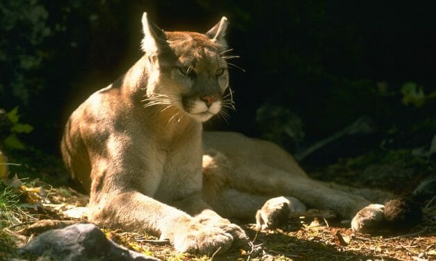 CA Bans ‘Super-Toxic Rat Poisons’ That Kill Mountain Lions and Endangered Animals