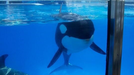 captive orca