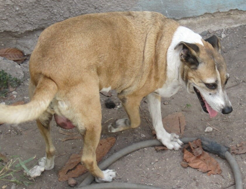 senior dog with tumor