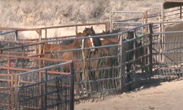 Federal Agency Plans to Brutally Sterilize Utah’s Wild Horses