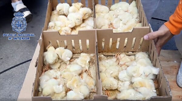 chicks boxes