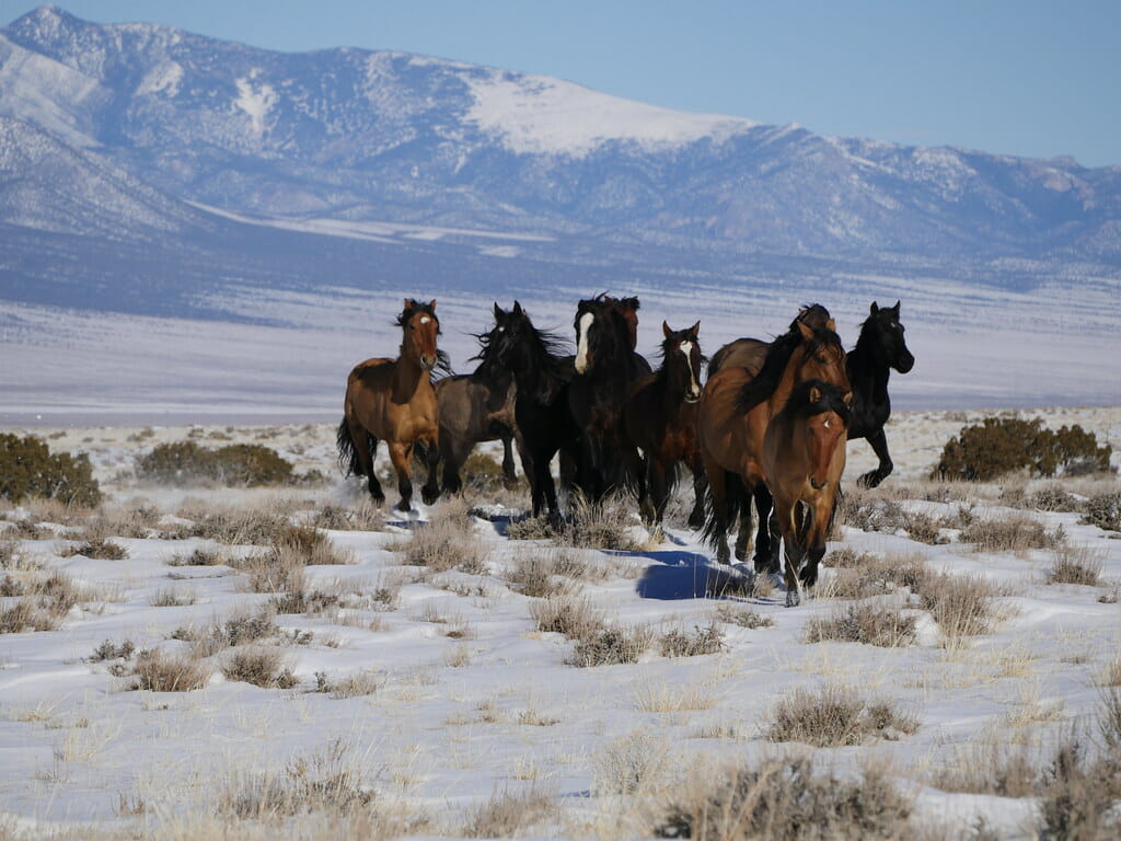 Utah wild horses