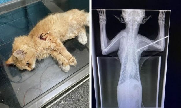 SIGN: Justice for Cat With Leg Amputated After Blow Dart Attack