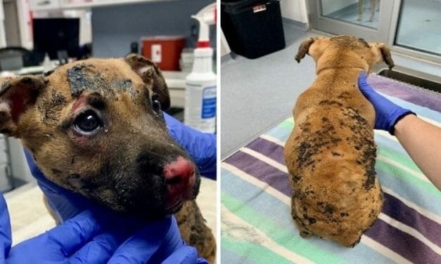 SIGN: Justice for Puppy Locked in Cage and Set on Fire