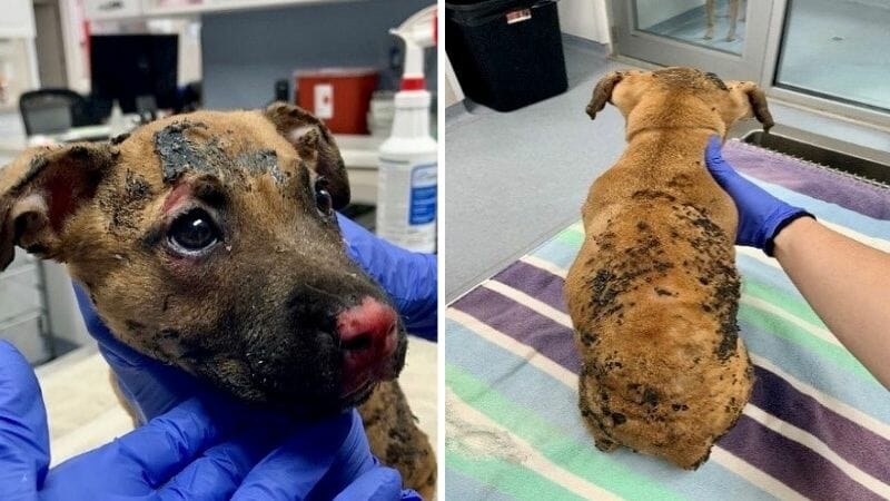 SIGN: Justice for Puppy Locked in Cage and Set on Fire