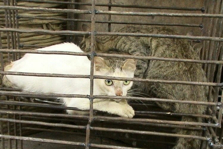 cat meat trade