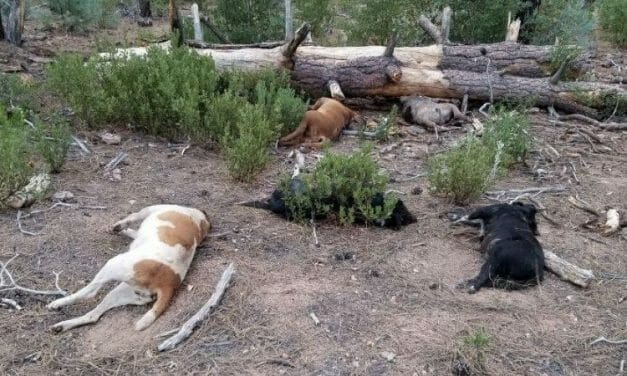 SIGN: Justice for 6 Dogs Killed and Dumped Near Campground