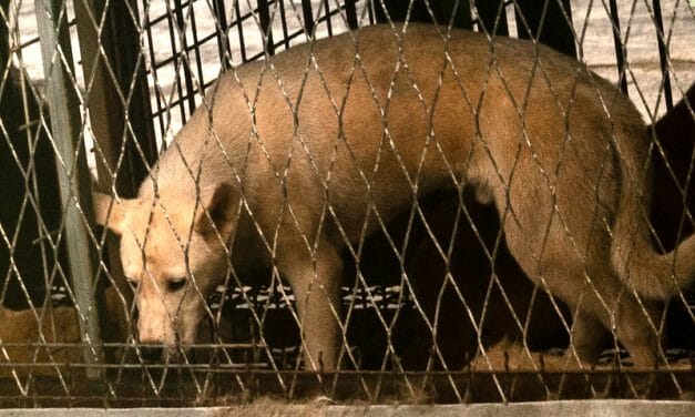 Lady Freethinker Investigation Exposes Cruelty at Major Dog Meat Auction House
