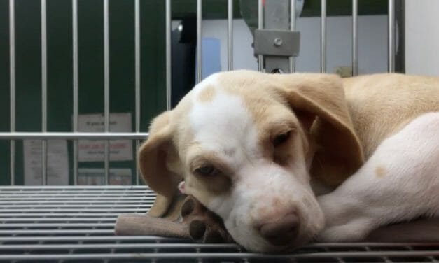 SIGN: Pass New Bill to End Animal Torture for Research
