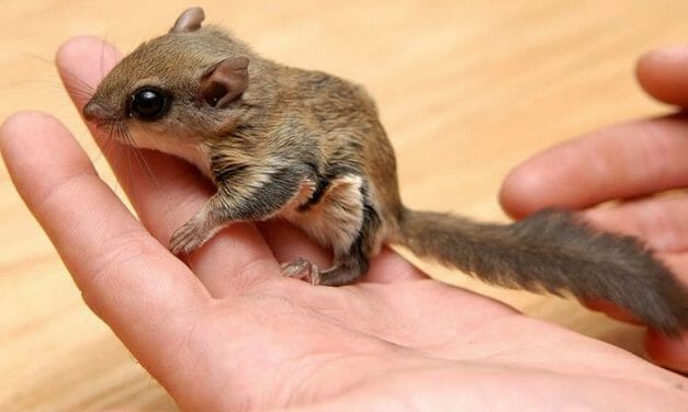 SIGN: Justice for Flying Squirrels Cruelly Trapped and Sold by Poachers
