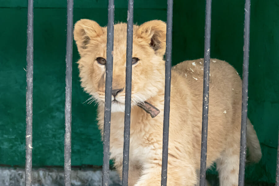 caged lion cub