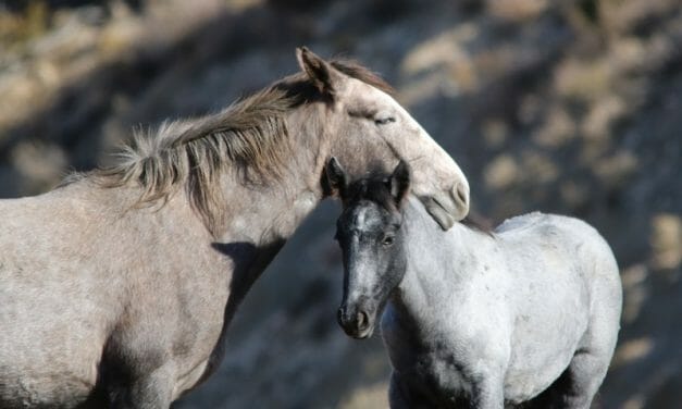 SIGN: Save Utah’s Wild Horses from Deadly Surgical Sterilization