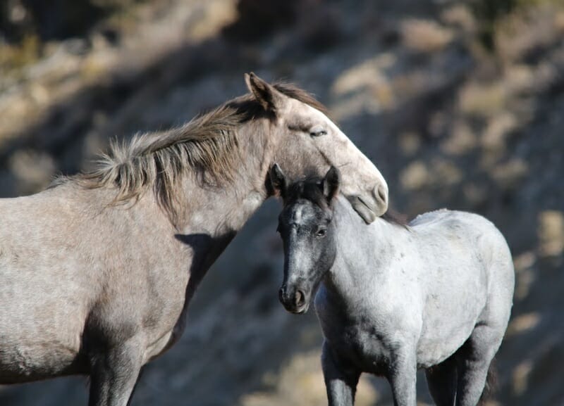 SIGN: Save Utah’s Wild Horses from Deadly Surgical Sterilization