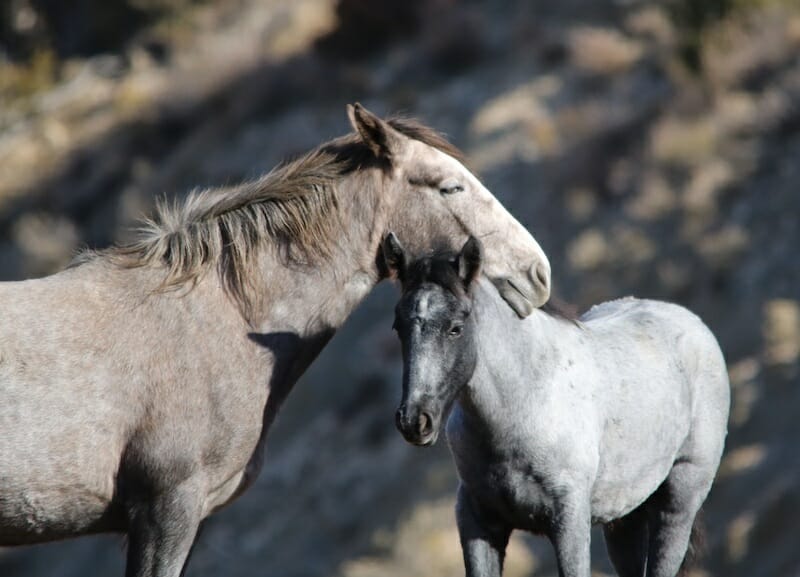 wild mares