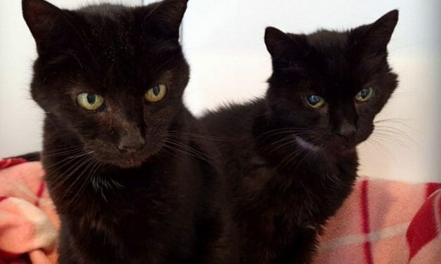 21-Year-Old Cat Brothers Find New Forever Home to Live Out Their Sunset Years