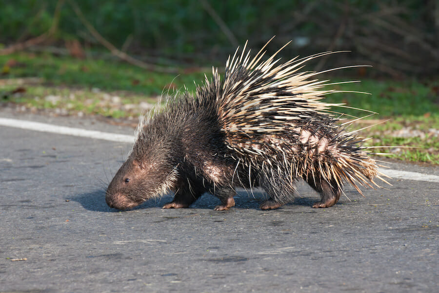 SIGN: Justice for Porcupines Beaten to Death with Police Batons