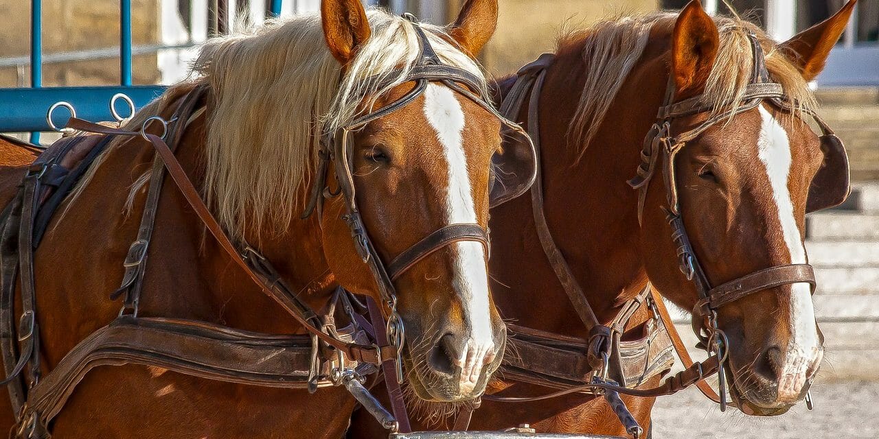 carriage horses