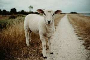 a lamb staring at the camera