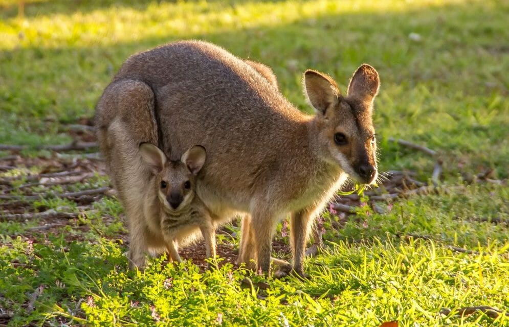 marsupial mother and baby