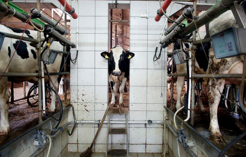 cow in factory farm
