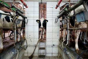 cow in factory farm