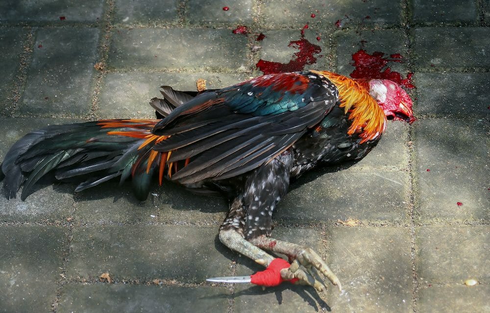 dead cockfighting rooster