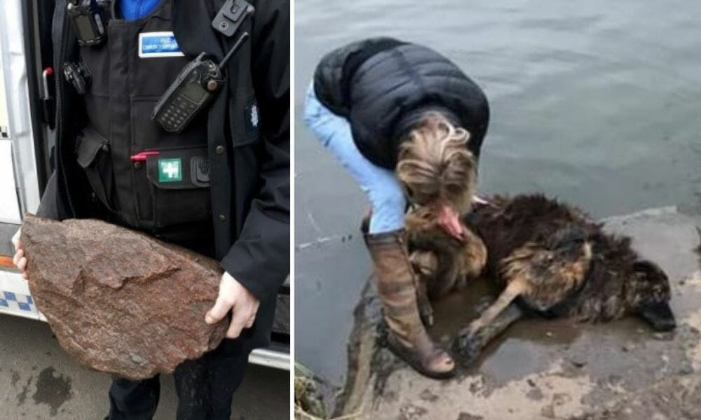 dog with rock tied to neck