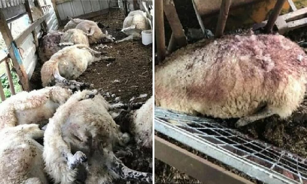SIGN: Justice for Sheep with Throats Slashed in Brutal Massacre