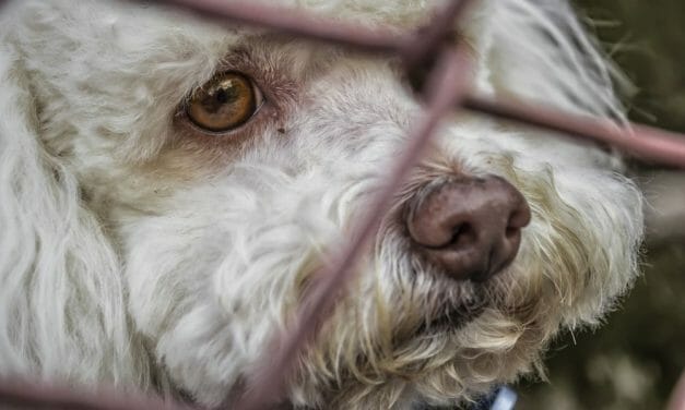 SIGN: Justice for 21 Dogs Killed by Illegal Breeder Instead of Surrendering Them