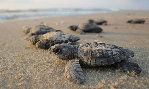 Endangered Turtles Hatch in ‘Miracle’ Numbers in Mexico