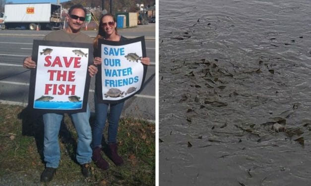 Activists Protest Draining of Lake with Fish and Turtles Trapped Inside