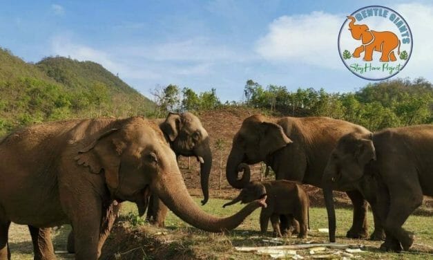 38 Elephants In Danger of Being Sold into Logging and Circus Industries