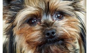 sad Yorkshire terrier