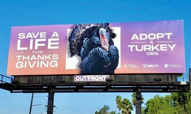 Save a Bird’s Life This Thanksgiving with the ‘Adopt a Turkey’ Project