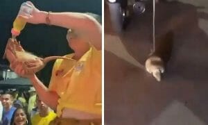 armadillo force fed alcohol