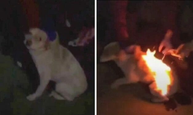 SIGN: Justice for Puppy Set on Fire for Social Media Likes