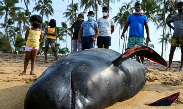 120 Beached Whales Rescued by Sri Lankan Navy and Local Villagers