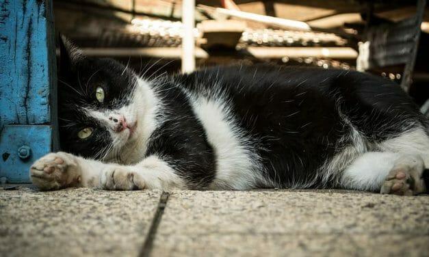 SIGN: Justice for Star, Cat Brutally Beaten to Death