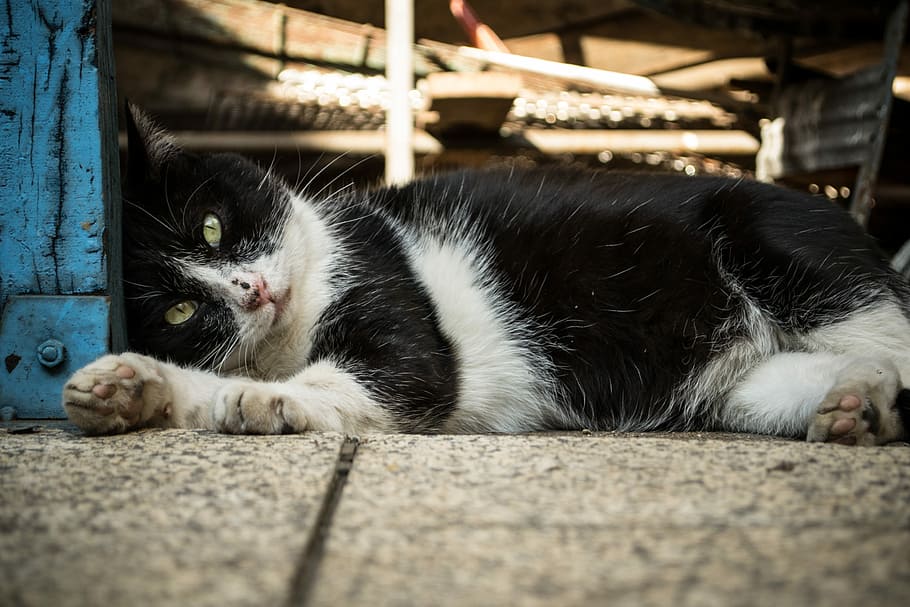 black and white cat