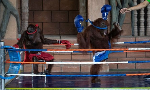 SIGN: End Cruel Orangutan Boxing Matches at Cambodian Zoo