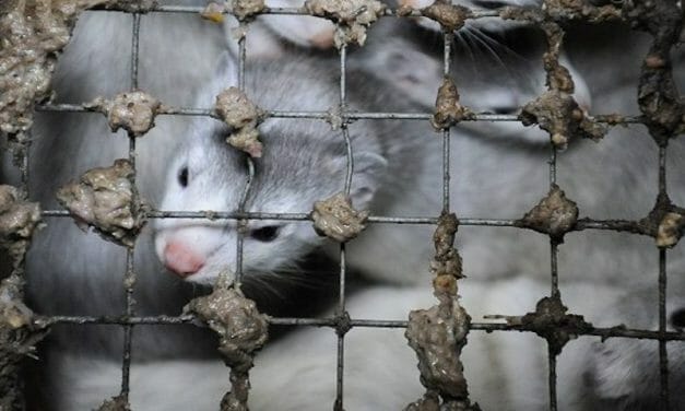 UPDATE: Denmark Halts Plan to Kill Millions of Mink